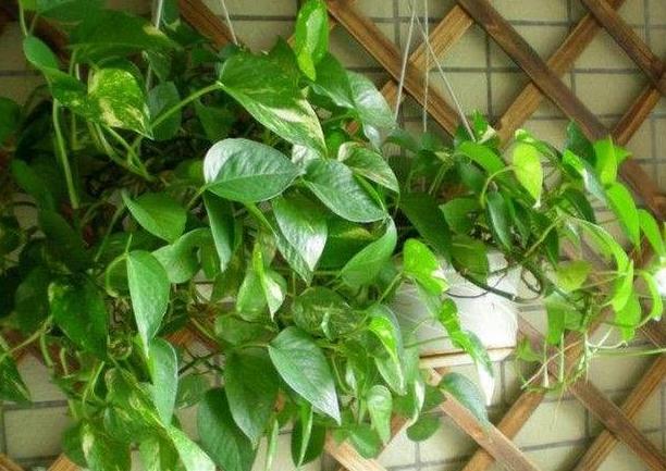 阳台盆栽绿萝怎么养护？用上3招疯长个不停，轻松爬满整个墙面