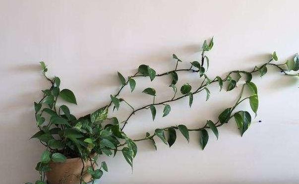 阳台盆栽绿萝怎么养护？用上3招疯长个不停，轻松爬满整个墙面