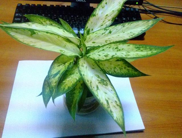 叶片饱和度高黛粉叶类绿植你喜欢吗？养护很简单，但不要汁液接触