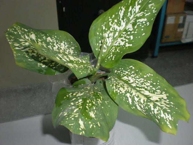 叶片饱和度高黛粉叶类绿植你喜欢吗？养护很简单，但不要汁液接触