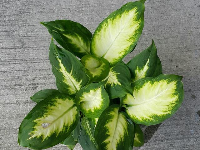 叶片饱和度高黛粉叶类绿植你喜欢吗？养护很简单，但不要汁液接触