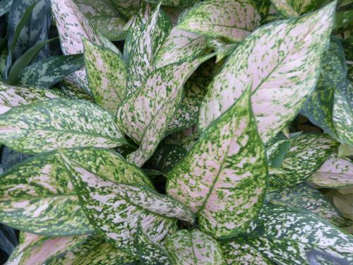 叶片饱和度高黛粉叶类绿植你喜欢吗？养护很简单，但不要汁液接触