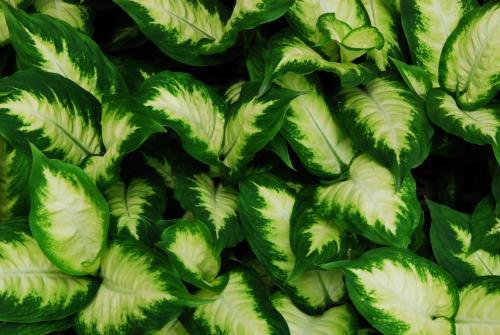 叶片饱和度高黛粉叶类绿植你喜欢吗？养护很简单，但不要汁液接触