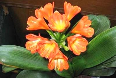 老花匠用“饼”养护君子兰，半年长10盆，盆盆都“爆满”