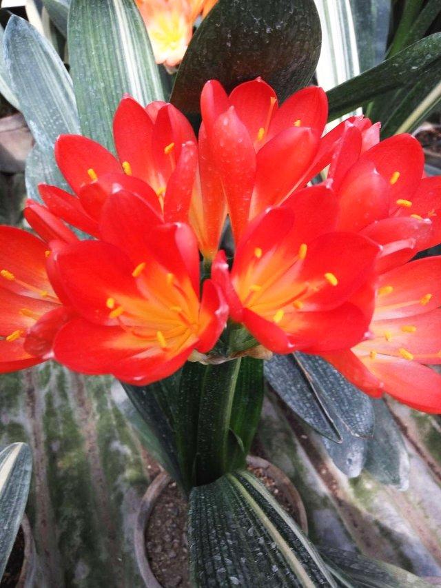 老花匠用“饼”养护君子兰，半年长10盆，盆盆都“爆满”