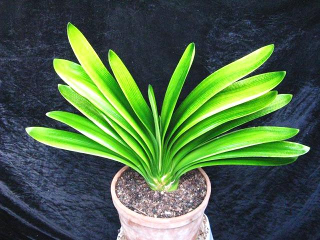 老花匠用“饼”养护君子兰，半年长10盆，盆盆都“爆满”