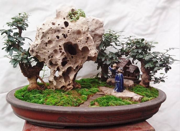 盆景养护的“得失成败”，皆在水肥，不是随口一说