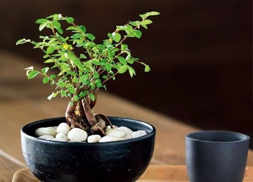 盆景养护的“得失成败”，皆在水肥，不是随口一说