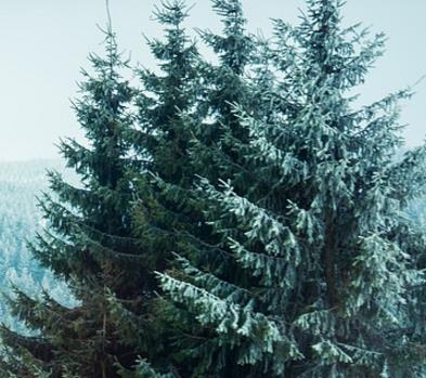 雪松盆景的栽培养护方法，雪松盆景整形修剪时需要注意什么？