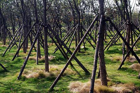 微型盆景盆比树贵,养护麻烦,为什么你还喜欢养?