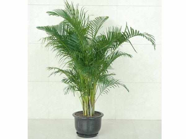 花卉“生虫”最烦人!这几种花不生虫,养护也简单,快入手吧!