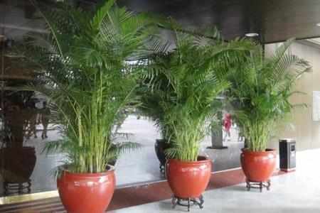 花卉“生虫”最烦人!这几种花不生虫,养护也简单,快入手吧!