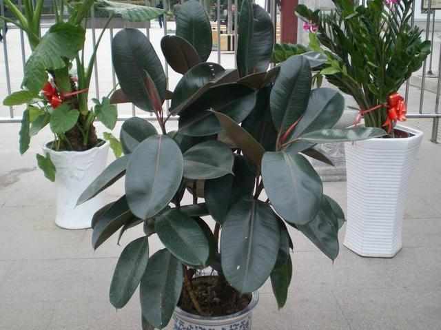 花卉“生虫”最烦人!这几种花不生虫,养护也简单,快入手吧!