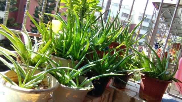 花卉“生虫”最烦人!这几种花不生虫,养护也简单,快入手吧!