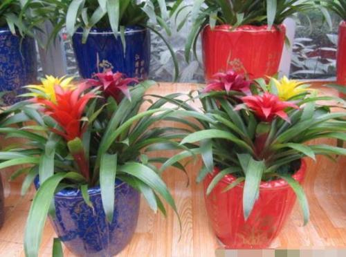 家里养这几种花,只要养护得当整个冬季它们都能够绽放美丽的花朵