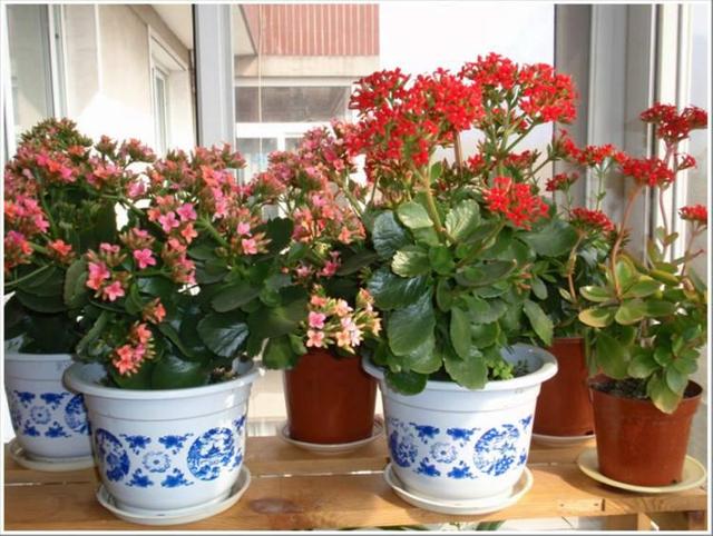 家里养这几种花,只要养护得当整个冬季它们都能够绽放美丽的花朵