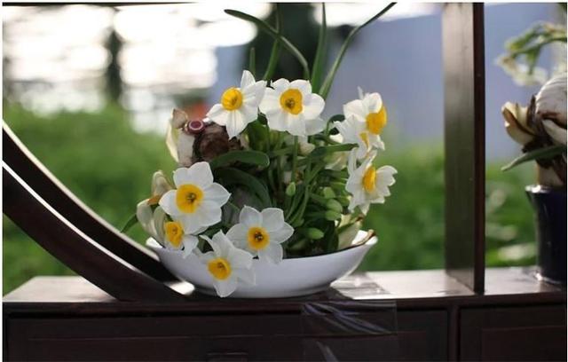 家里养这几种花,只要养护得当整个冬季它们都能够绽放美丽的花朵