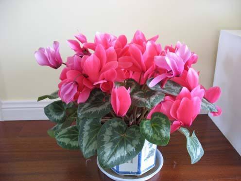 家里养这几种花,只要养护得当整个冬季它们都能够绽放美丽的花朵