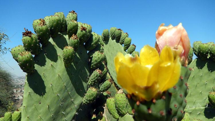 仙人掌多久才能开花?养护需要注意什么