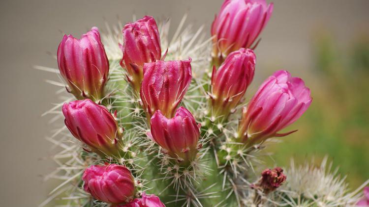 仙人掌多久才能开花?养护需要注意什么