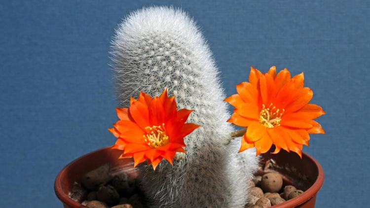 仙人掌多久才能开花?养护需要注意什么