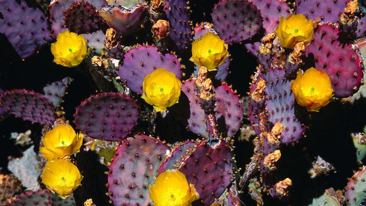 仙人掌多久才能开花?养护需要注意什么