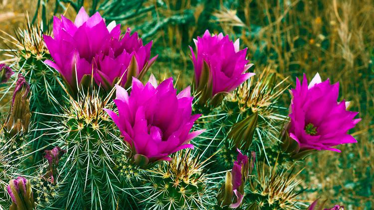 仙人掌多久才能开花?养护需要注意什么