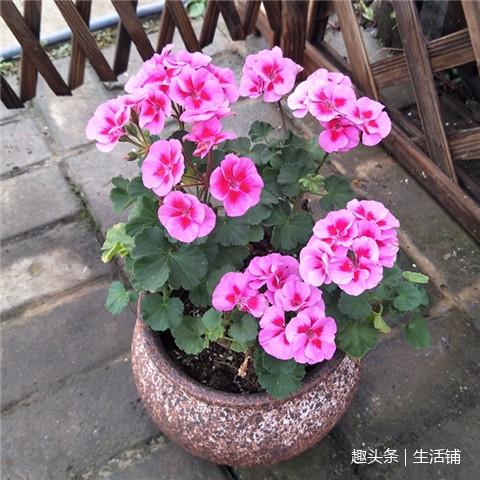 天竺葵6大养护技巧,花开一串串爆满盆!!