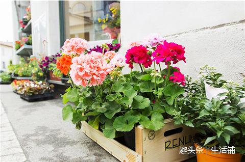 天竺葵6大养护技巧,花开一串串爆满盆!!