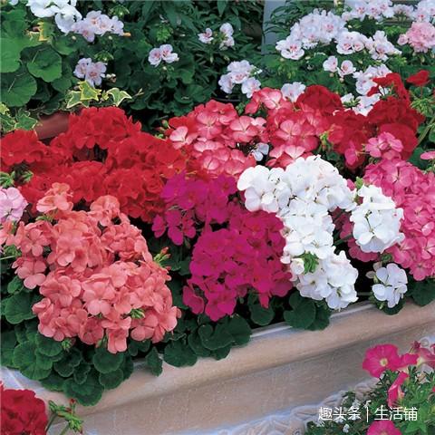 天竺葵6大养护技巧,花开一串串爆满盆!!