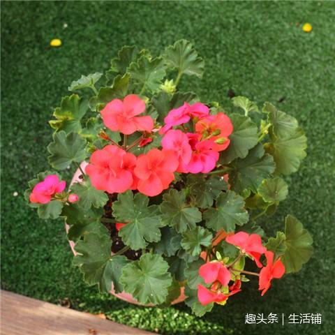 天竺葵6大养护技巧,花开一串串爆满盆!!