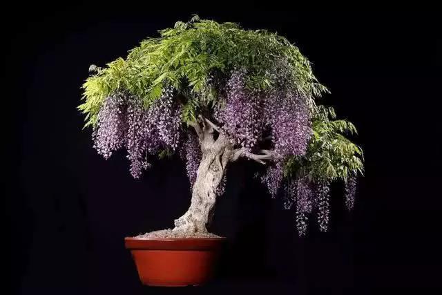 冬天紫藤选好苗,适当造型合理养护,明年春阳台养花风景好!