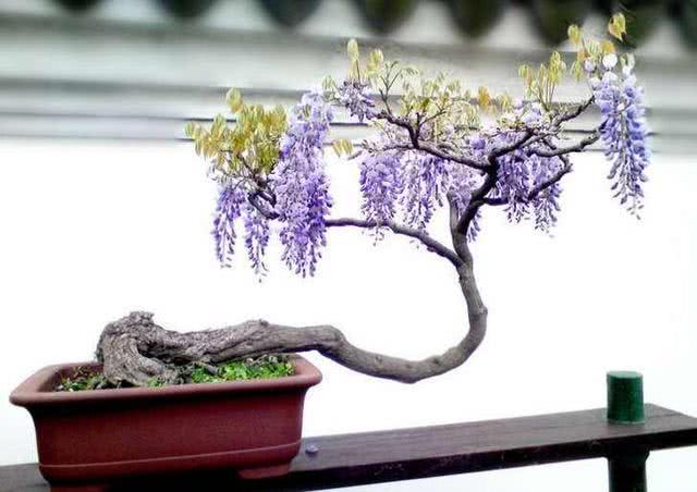 冬天紫藤选好苗,适当造型合理养护,明年春阳台养花风景好!