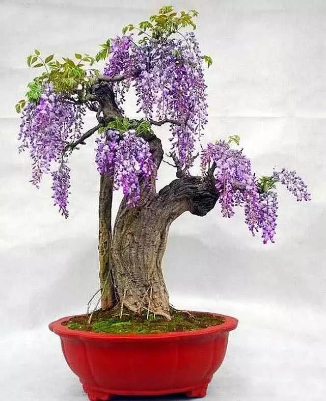 冬天紫藤选好苗,适当造型合理养护,明年春阳台养花风景好!