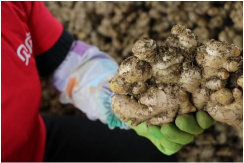 贝店推出“一县一品”计划以来,已打造近百种爆款农产品,带动贫困地区农产品销量快速增长。仅2018年11月就售出1亿多斤,累计为上百万贫困地区农民创富增收数十亿元,预计超过10万户农民直接受益增收脱贫。