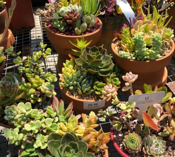 多肉植物在夏天徒长?学会改善养护环境,叶片紧凑肥美!