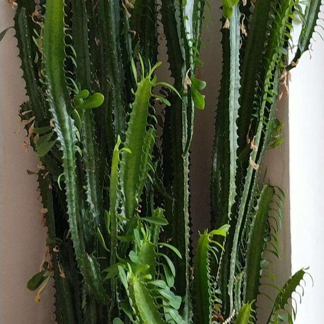 这3种绿植浑身带刺,颜值高养护简单,放在家里能“镇宅”