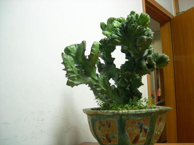 这3种绿植浑身带刺,颜值高养护简单,放在家里能“镇宅”