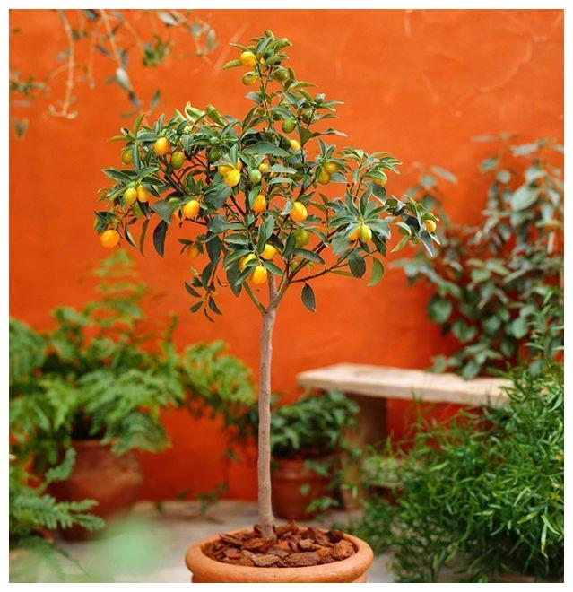 在家就能结果子的几种观果植物，养护都很简单