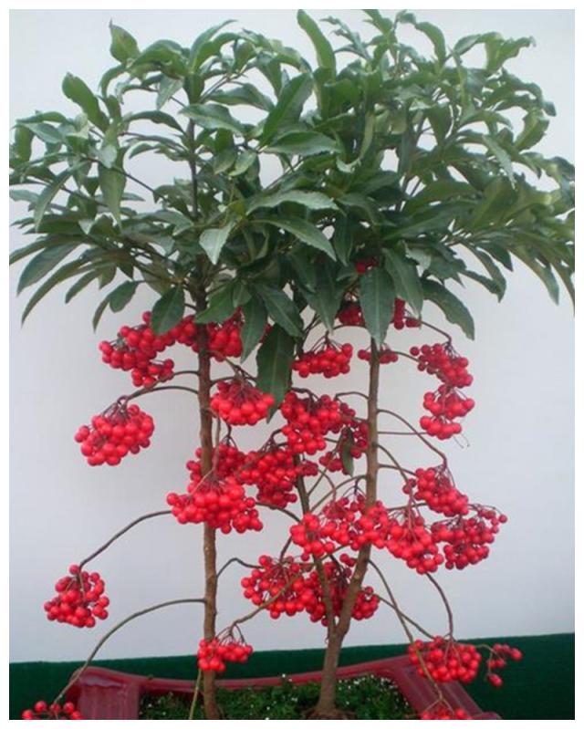 在家就能结果子的几种观果植物，养护都很简单