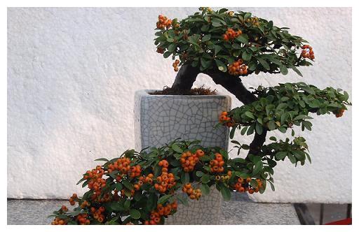 在家就能结果子的几种观果植物，养护都很简单