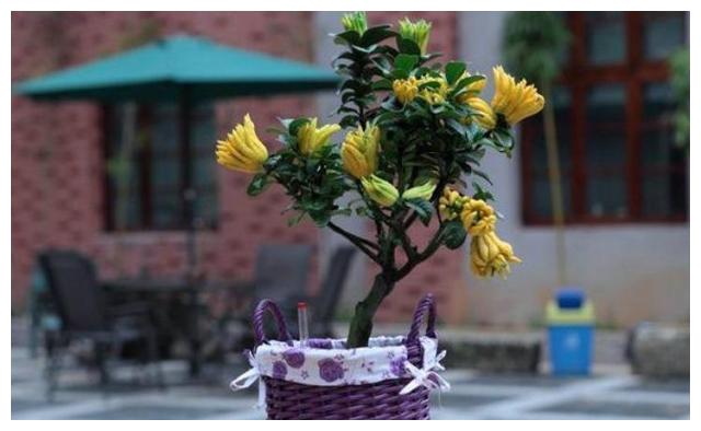 在家就能结果子的几种观果植物，养护都很简单