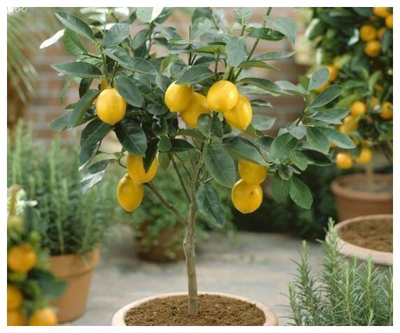 在家就能结果子的几种观果植物，养护都很简单
