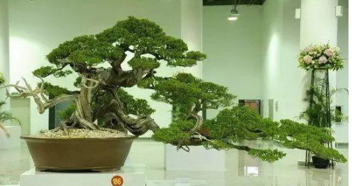 真柏盆景的养护与管理