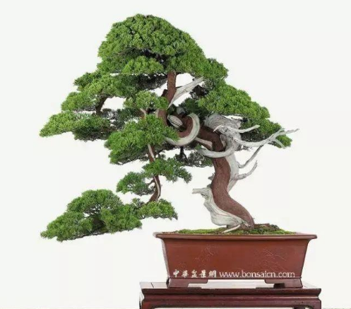 真柏盆景的养护与管理