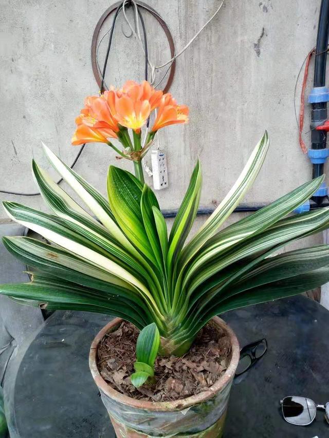 君子兰冬季六大养护技巧,学会了你也能养的叶肥、花多、根粗