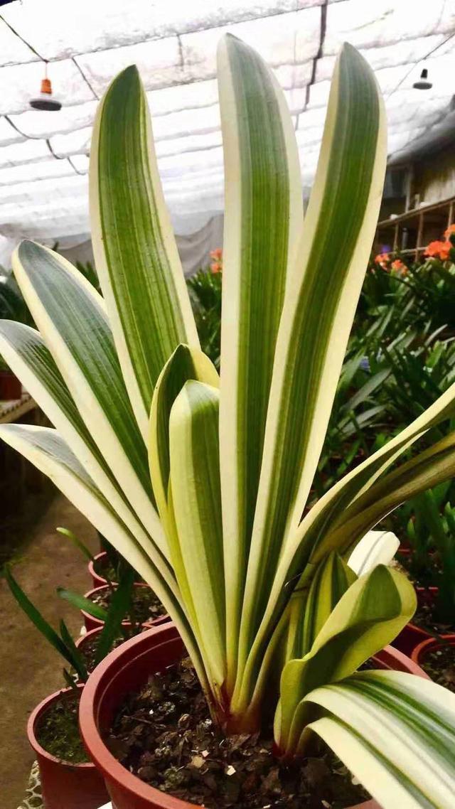 君子兰冬季六大养护技巧,学会了你也能养的叶肥、花多、根粗