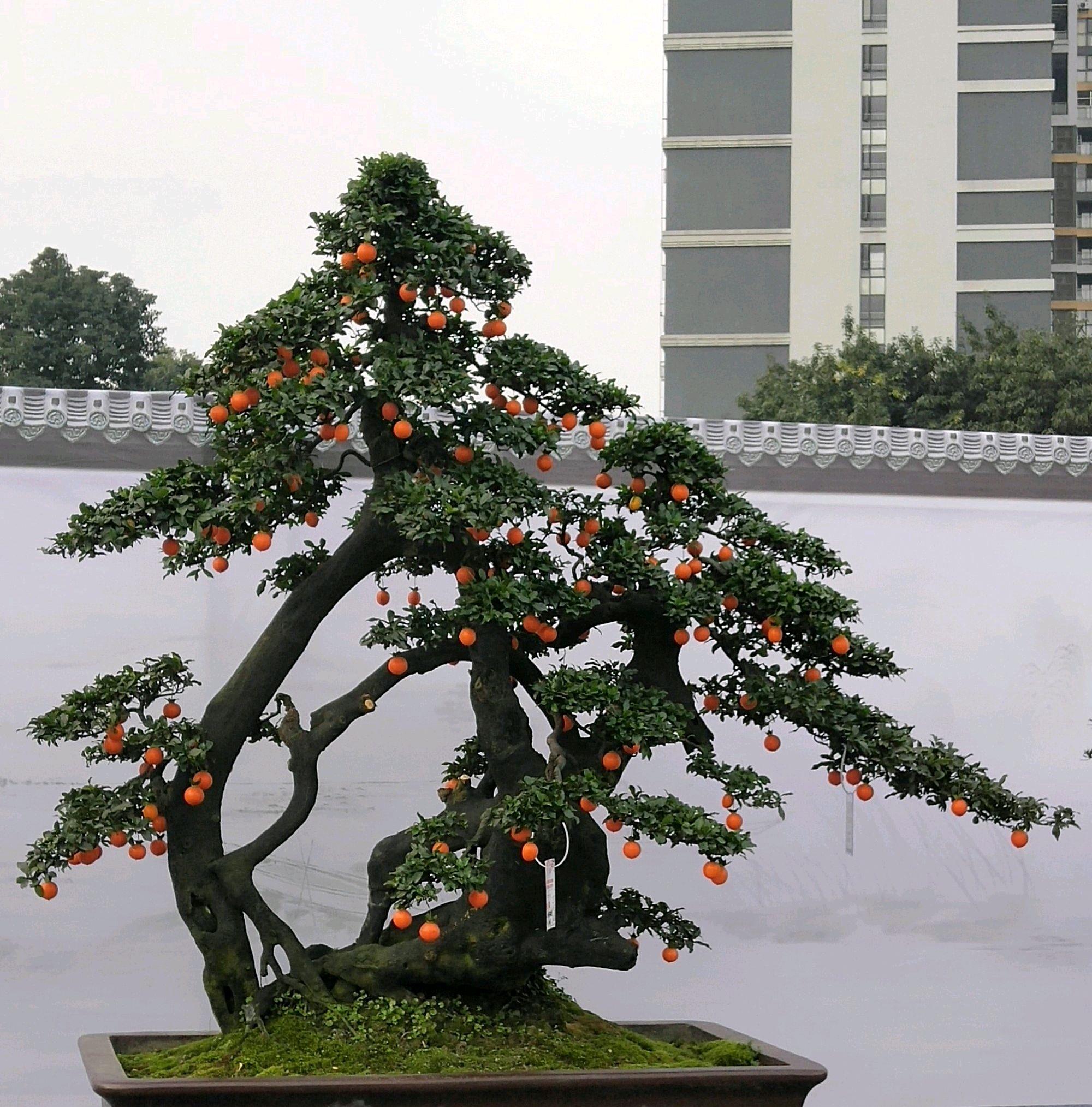 盆景上的苔藓很美观，请问应该如何获得？可以通过什么方式培育？