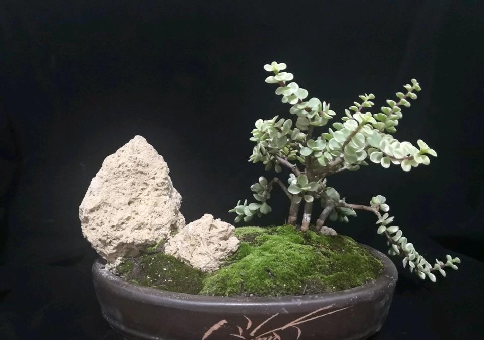 盆景上的苔藓很美观，请问应该如何获得？可以通过什么方式培育？