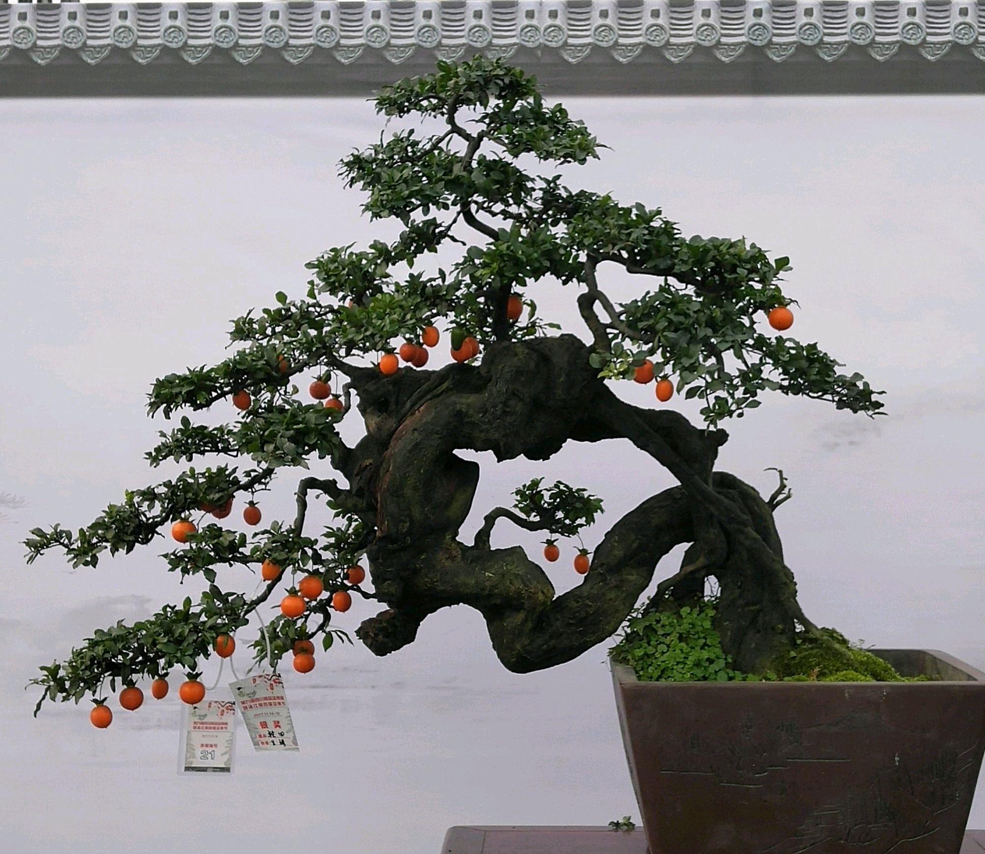盆景上的苔藓很美观，请问应该如何获得？可以通过什么方式培育？